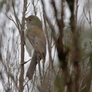 Colluricincla harmonica at Googong, NSW - 12 May 2019 03:24 PM