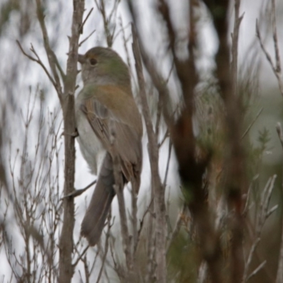 Colluricincla harmonica (Grey Shrikethrush) at Googong Foreshore - 12 May 2019 by RodDeb