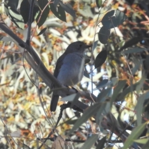 Colluricincla harmonica at Googong, NSW - 12 May 2019 03:24 PM