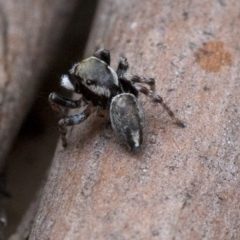 Hypoblemum scutulatum (A jumping spider) at Paddys River, ACT - 13 Mar 2019 by JudithRoach