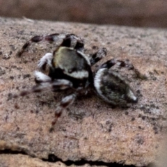 Maratus scutulatus at Paddys River, ACT - 13 Mar 2019 03:45 PM