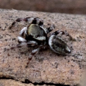 Maratus scutulatus at Paddys River, ACT - 13 Mar 2019