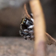 Maratus scutulatus at Paddys River, ACT - 13 Mar 2019