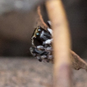 Hypoblemum scutulatum at Paddys River, ACT - 13 Mar 2019