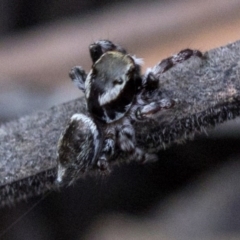 Maratus scutulatus at Paddys River, ACT - 13 Mar 2019