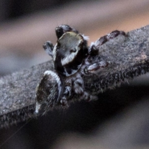 Maratus scutulatus at Paddys River, ACT - 13 Mar 2019