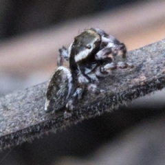 Maratus scutulatus at Paddys River, ACT - 13 Mar 2019