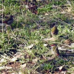 Neochmia temporalis (Red-browed Finch) at Googong, NSW - 12 May 2019 by RodDeb