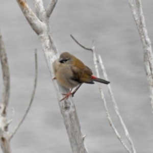 Neochmia temporalis at Googong, NSW - 12 May 2019