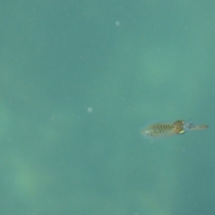 Unidentified Octopuses / Cuttlefish / Squid at Bermagui, NSW - 4 May 2019 by JackieLambert