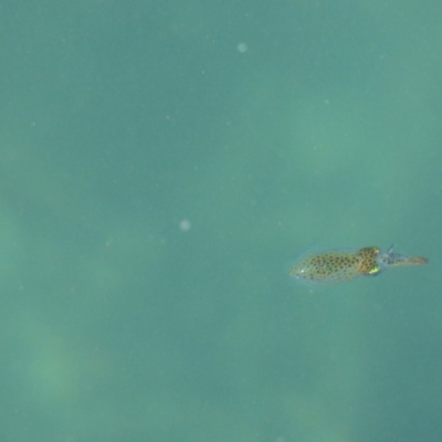 Unverified Octopuses, Cuttlefish or Squid at Bermagui, NSW - 4 May 2019 by JackieLambert