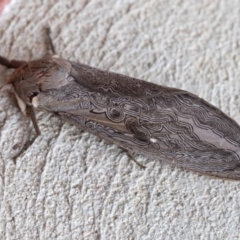 Abantiades labyrinthicus (Labyrinthine Ghost Moth) at Paddys River, ACT - 13 Mar 2019 by JudithRoach