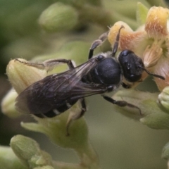 Lasioglossum (Chilalictus) sp. (genus & subgenus) (Halictid bee) at Acton, ACT - 24 Mar 2019 by JudithRoach