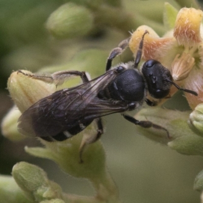 Lasioglossum (Chilalictus) sp. (genus & subgenus) (Halictid bee) at ANBG - 24 Mar 2019 by JudithRoach