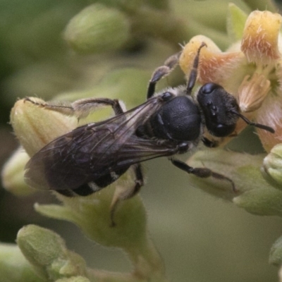 Lasioglossum (Chilalictus) sp. (genus & subgenus) (Halictid bee) at Acton, ACT - 24 Mar 2019 by JudithRoach