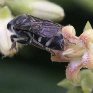 Lasioglossum (Chilalictus) sp. (genus & subgenus) at Acton, ACT - 24 Mar 2019 11:25 AM