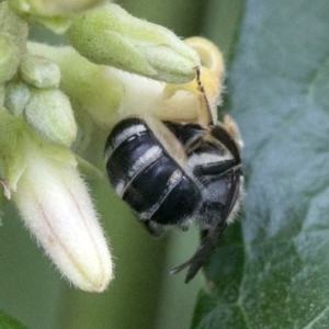 Lasioglossum (Chilalictus) sp. (genus & subgenus) at Acton, ACT - 24 Mar 2019 11:25 AM