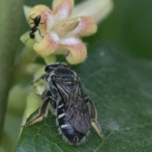 Lasioglossum (Chilalictus) sp. (genus & subgenus) at Acton, ACT - 24 Mar 2019 11:25 AM