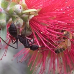 Myrmecia pyriformis (A Bull ant) at Acton, ACT - 24 Mar 2019 by JudithRoach