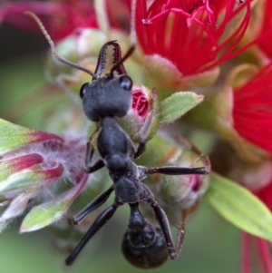 Myrmecia pyriformis at Acton, ACT - 24 Mar 2019