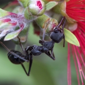 Myrmecia pyriformis at Acton, ACT - 24 Mar 2019