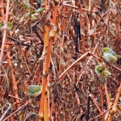 Zosterops lateralis (Silvereye) at Googong Foreshore - 12 May 2019 by RodDeb