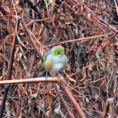 Zosterops lateralis at Googong Foreshore - 12 May 2019 01:30 PM