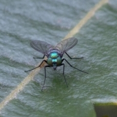 Austrosciapus sp. (genus) (Long-legged fly) at Acton, ACT - 24 Mar 2019 by JudithRoach