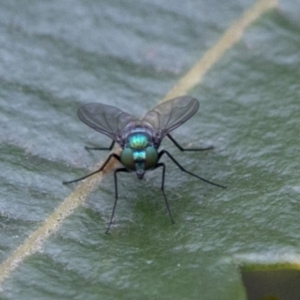 Austrosciapus sp. (genus) at Acton, ACT - 24 Mar 2019 11:35 AM