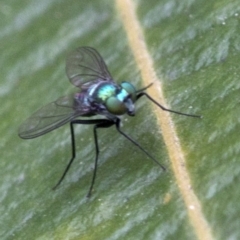 Austrosciapus sp. (genus) at Acton, ACT - 24 Mar 2019 11:35 AM