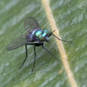 Austrosciapus sp. (genus) at Acton, ACT - 24 Mar 2019 11:35 AM