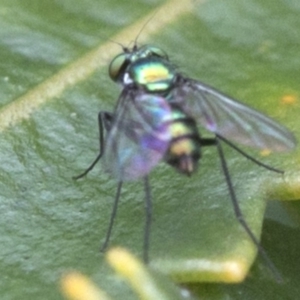 Austrosciapus sp. (genus) at Acton, ACT - 24 Mar 2019