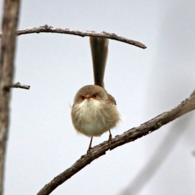 Malurus cyaneus (Superb Fairywren) at Googong Reservoir - 12 May 2019 by RodDeb