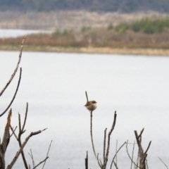 Malurus cyaneus at Googong, NSW - 12 May 2019 02:14 PM