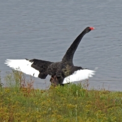 Cygnus atratus (Black Swan) at Googong Reservoir - 12 May 2019 by RodDeb