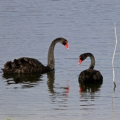 Cygnus atratus at Googong Foreshore - 12 May 2019