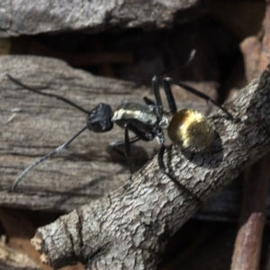 Polyrhachis ammon at Acton, ACT - 24 Mar 2019 12:05 PM