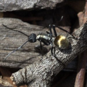 Polyrhachis ammon at Acton, ACT - 24 Mar 2019