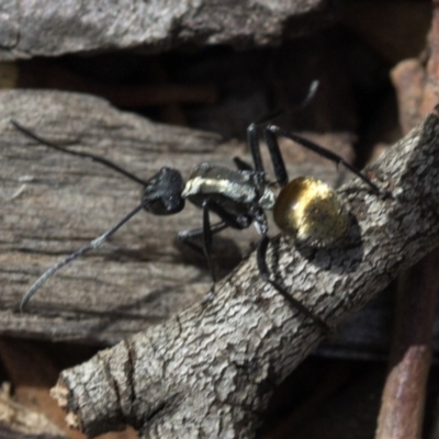 Polyrhachis ammon (Golden-spined Ant, Golden Ant) at ANBG - 24 Mar 2019 by JudithRoach