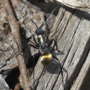 Polyrhachis ammon at Acton, ACT - 24 Mar 2019