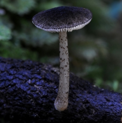 Pluteus cervinus (Pluteus cervinus) at Kianga, NSW - 11 May 2019 by Teresa