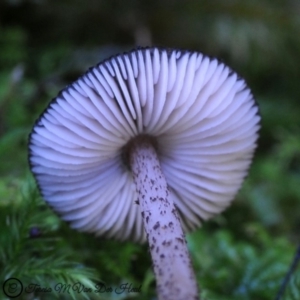 Pluteus cervinus at Kianga, NSW - 12 May 2019 12:00 AM