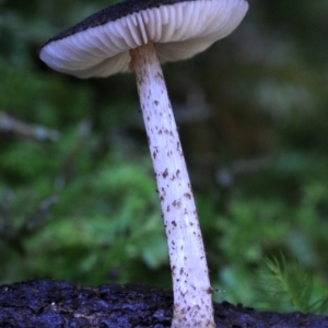 Pluteus cervinus at Kianga, NSW - 12 May 2019