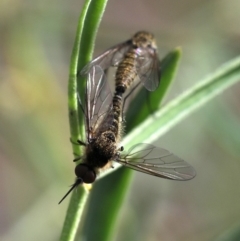 Bombyliidae (family) (Unidentified Bee fly) at ANBG - 24 Mar 2019 by JudithRoach