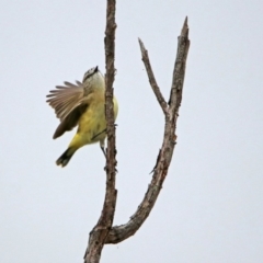 Acanthiza chrysorrhoa (Yellow-rumped Thornbill) at Googong Foreshore - 12 May 2019 by RodDeb