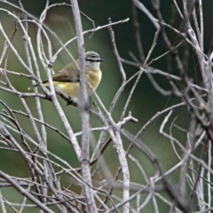 Acanthiza chrysorrhoa at Googong Foreshore - 12 May 2019