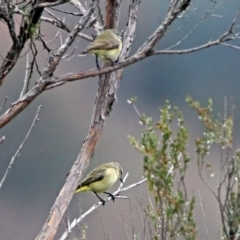 Acanthiza chrysorrhoa at Googong Foreshore - 12 May 2019