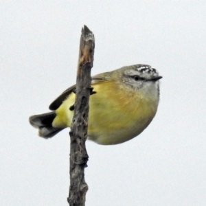 Acanthiza chrysorrhoa at Googong Foreshore - 12 May 2019 02:13 PM