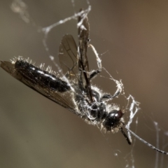 Tiphiidae (family) (Unidentified Smooth flower wasp) at Cotter River, ACT - 28 Mar 2019 by JudithRoach