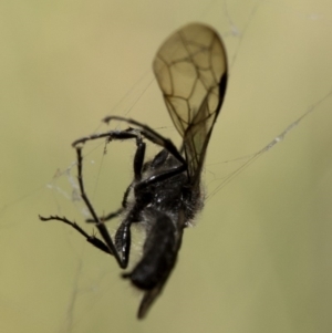 Tiphiidae (family) at Cotter River, ACT - 28 Mar 2019